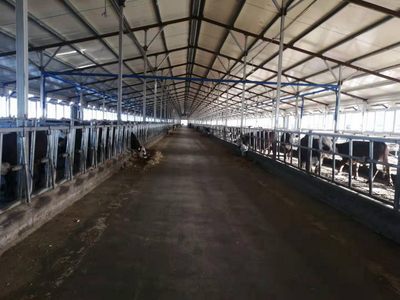 雙鴨山市 龍頭帶動，牛業起航，畜牧漁業飼料銷售新篇章