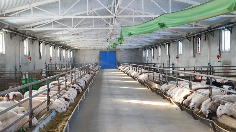 布爾津縣喀納斯生態畜牧科技園 科技賦能激發產業新活力，規模發展帶動畜牧漁業飼料銷售