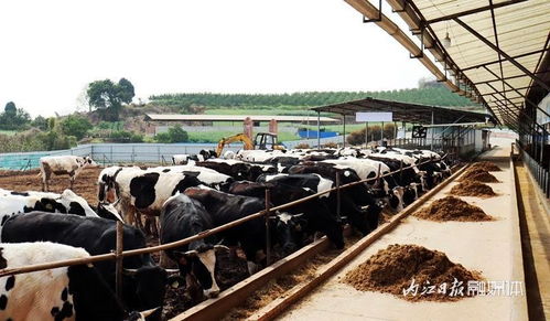 抓產業促增收，蓄力農業“開門紅”——市中區畜牧漁業飼料銷售的創新實踐